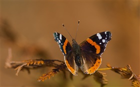 Insect, moth, wings, bokeh