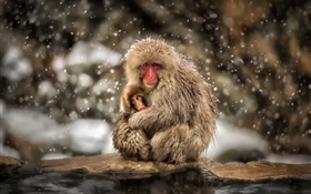 Japanese macaques, monkey, winter, snow, mother and baby HD wallpaper