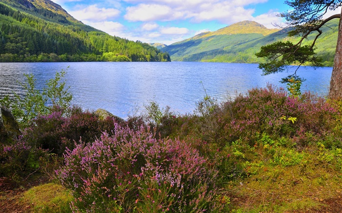 Lake, sky, mountains, forest, trees, flowers Wallpapers Pictures Photos Images