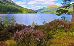 Lake, sky, mountains, forest, trees, flowers HD wallpaper