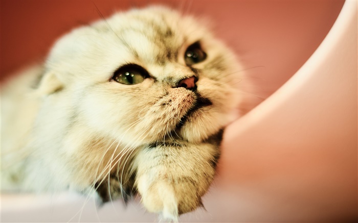 Lovely cat, face, eyes Wallpapers Pictures Photos Images