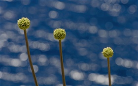 Mediterranean flower, Sardinia HD wallpaper