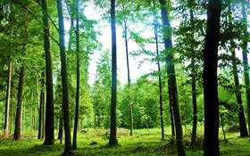 Nature scenery, summer, forest, trees, green, glare HD wallpaper