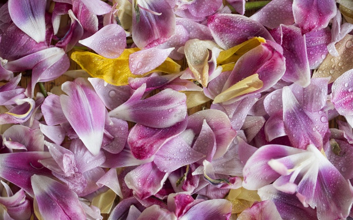 Pink flowers, petals, water drops Wallpapers Pictures Photos Images