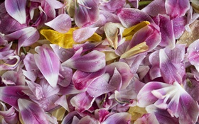 Pink flowers, petals, water drops HD wallpaper