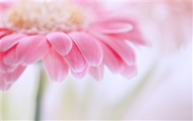 Pink gerbera, flower petals HD wallpaper