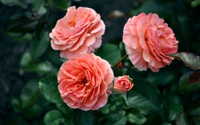 Pink rose flowers, buds, bokeh HD wallpaper