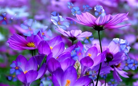 Purple crocus flowers, petals, macro, art ink