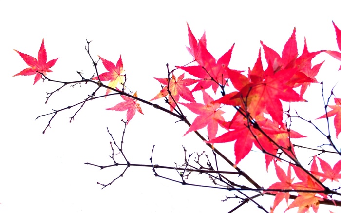 Red maple leaves, twigs, autumn, white background Wallpapers Pictures Photos Images