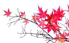Red maple leaves, twigs, autumn, white background
