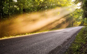 Road, trees, morning, fog, sunlight HD wallpaper
