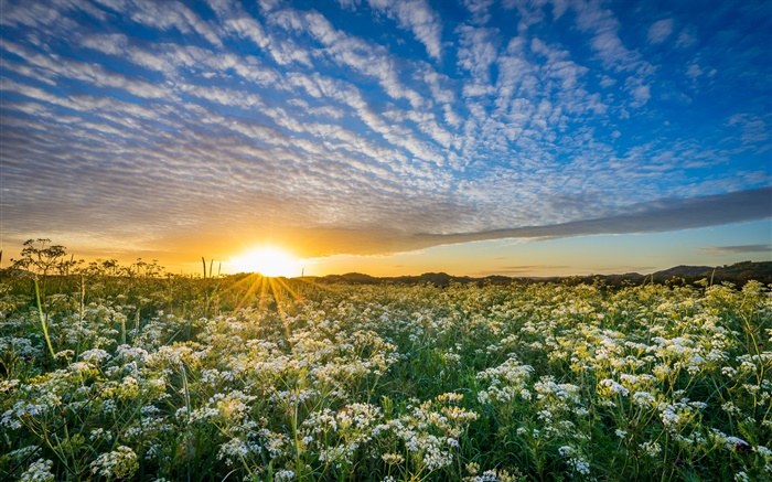 Rogaland, Norway, sunset, clouds, flowers Wallpapers Pictures Photos Images