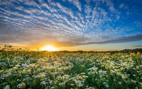 Rogaland, Norway, sunset, clouds, flowers HD wallpaper