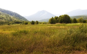 Russia, Kamchatka, mountains, trees, grass HD wallpaper