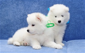 Samoyed, white dogs, puppies HD wallpaper