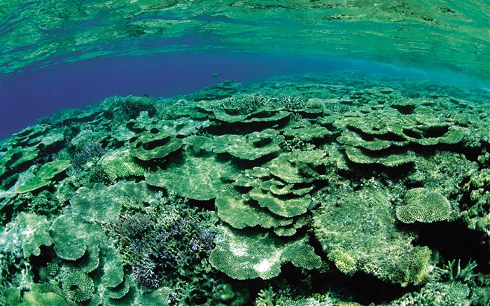 Shallow sea area, underwater creatures close-up Wallpapers Pictures Photos Images