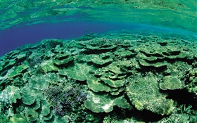 Shallow sea area, underwater creatures close-up HD wallpaper