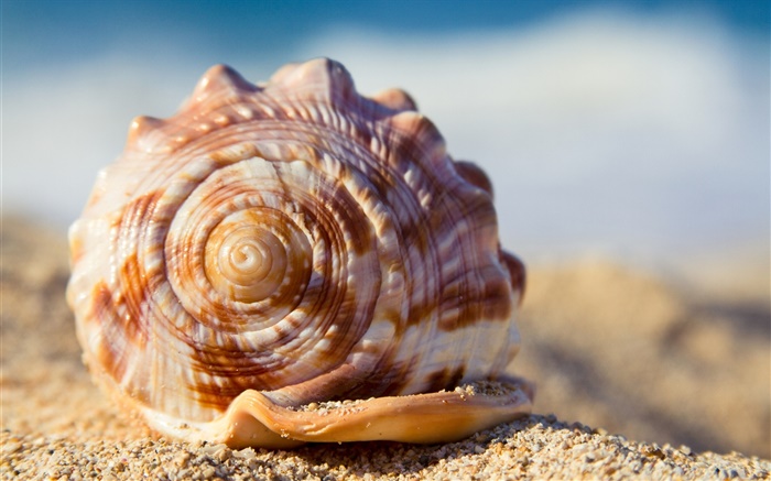 Shell, sands Wallpapers Pictures Photos Images