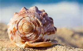 Shell, sands HD wallpaper