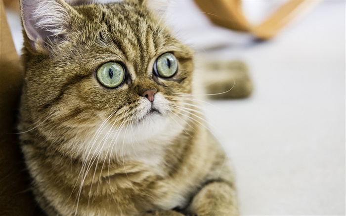 Shorthair cat, cute kitten, eyes, face Wallpapers Pictures Photos Images