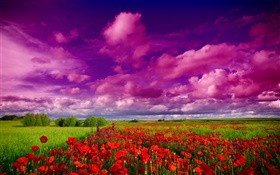 Sky, clouds, field, flowers, red poppies HD wallpaper
