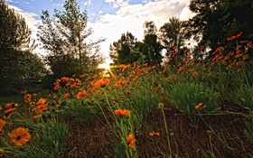 Sky, sunset, trees, grass, wildflowers HD wallpaper