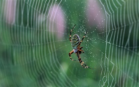 Spider, spider web, drops of water HD wallpaper
