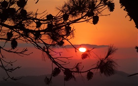 Sunset, tree, branch, cones, silhouette HD wallpaper
