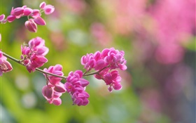 Twigs, pink flowers, bloom, blur HD wallpaper
