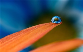 Water drops on flower petals HD wallpaper