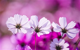 White kosmeya flowers, petals, purple background