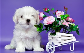 White puppy, pink rose flowers HD wallpaper