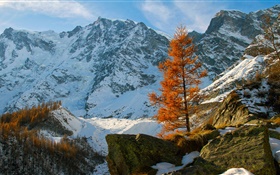 Winter, mountains, snow, trees, stones HD wallpaper