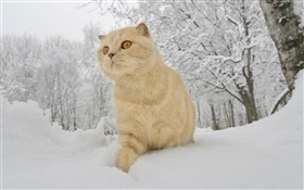 Winter, snow, cat HD wallpaper