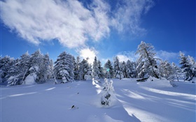 Winter, thick snow, trees, spruce, slope, clouds