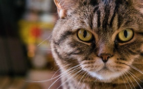 Yellow eyes cat, portrait, snout, mustache HD wallpaper