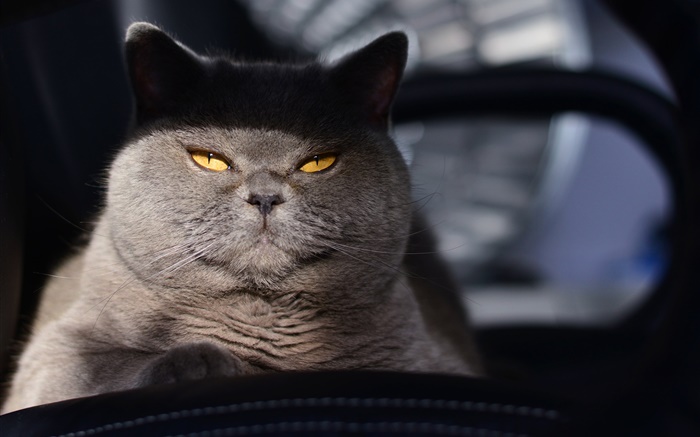Yellow eyes gray cat, hidden Wallpapers Pictures Photos Images
