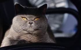 Yellow eyes gray cat, hidden