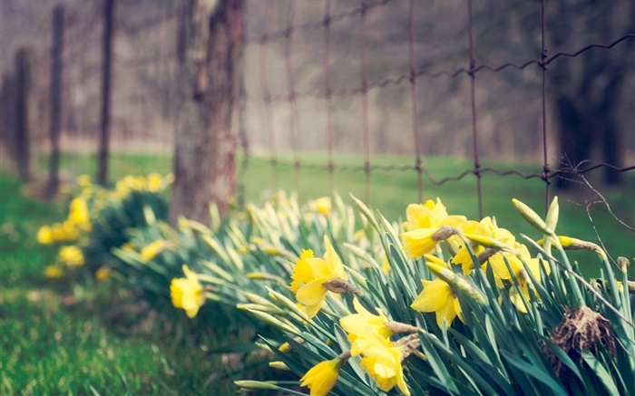 Yellow orchid flowers, park Wallpapers Pictures Photos Images