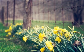 Yellow orchid flowers, park HD wallpaper