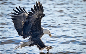 Bald eagle, wings, flying, fishing, water HD wallpaper