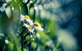 Barbed wire, white wildflowers HD wallpaper