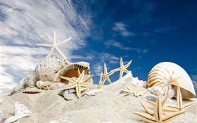 Beach, seashells, starfishes, blue sky HD wallpaper