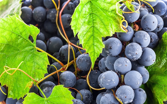 Black grapes, green leaves, water drops Wallpapers Pictures Photos Images