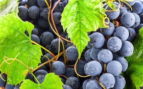 Black grapes, green leaves, water drops HD wallpaper