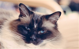 Blue eyes cat face, mustache HD wallpaper