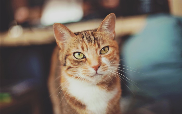 Brown color cat, yellow eyes Wallpapers Pictures Photos Images