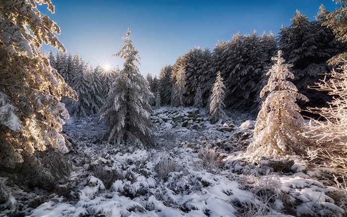 Bulgaria, forest, trees, snow, sunset, winter Wallpapers Pictures Photos Images