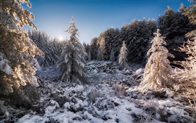 Bulgaria, forest, trees, snow, sunset, winter HD wallpaper