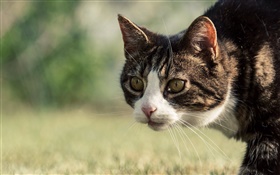 Cat side view, mustache, face, bokeh HD wallpaper